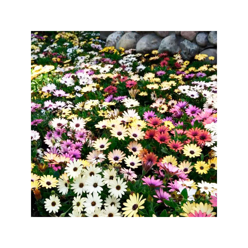 Margarita 100 Semillas Osteospermum ecklonis Akila Grand Canyon Mix Flor Maceta 108.474576 Margarita 100 Semillas Osteospermum