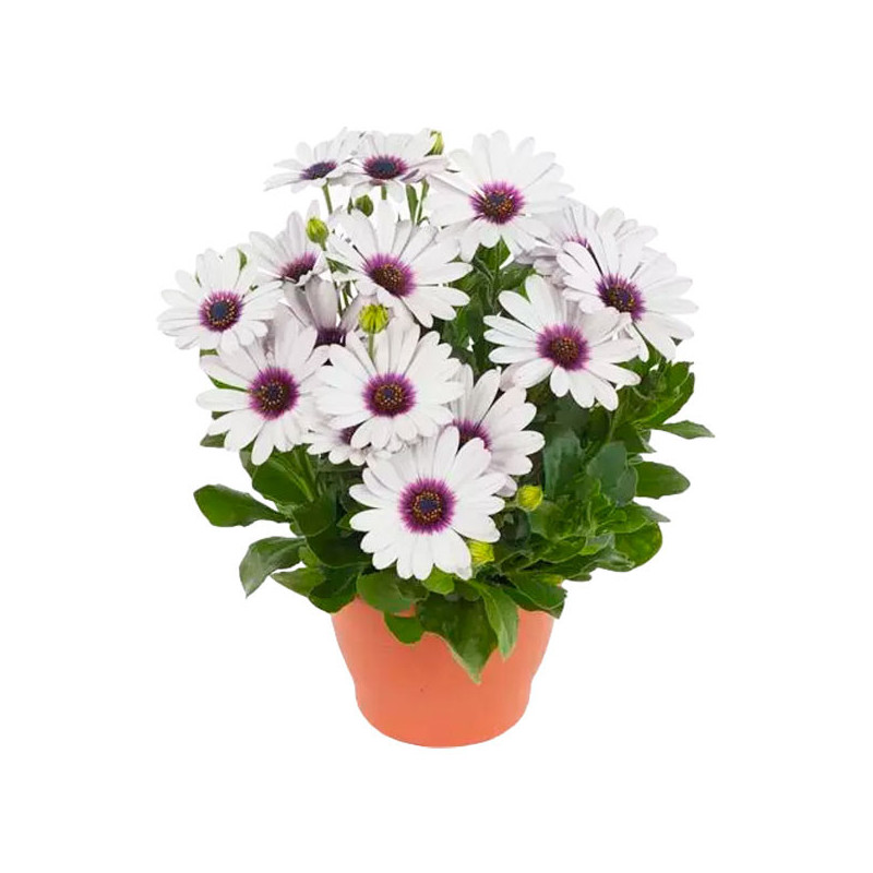 Margarita 100 Semillas Osteospermum ecklonis Akila White Purple Eye Flor Maceta 108.474576 Margarita 100 Semillas Osteospermum