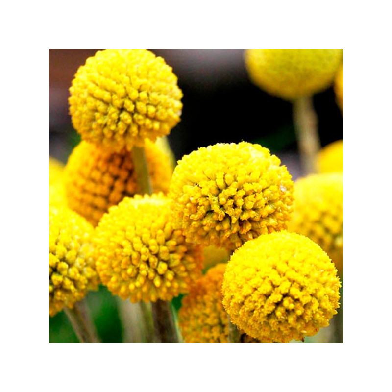 Craspedia 1000 Semillas globosa Drumstick Flor Corte 84 Craspedia 1000 Semillas globosa Drumstick Flor Corte Germinación : 7-14