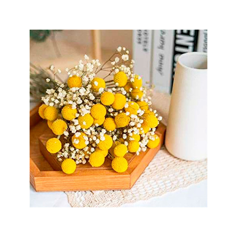 Craspedia 1000 Semillas globosa Drumstick Flor Corte 84 Craspedia 1000 Semillas globosa Drumstick Flor Corte Germinación : 7-14