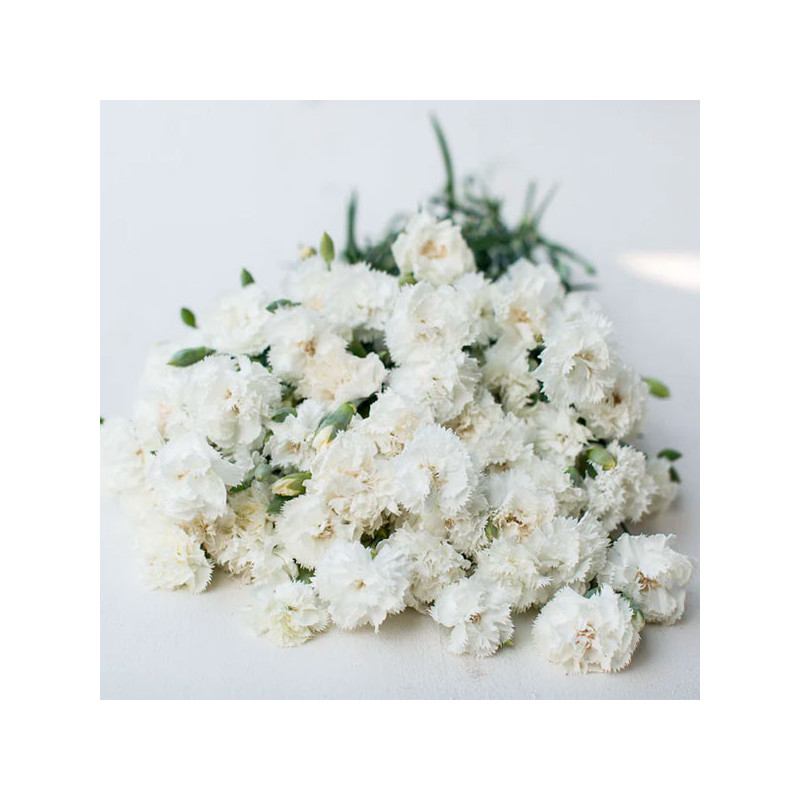 Clavel 1000 Semillas Dianthus Caryophyllus Chabaud Jeanne White Flor Corte 114.40678 Clavel 1000 Semillas Dianthus Caryophyllus
