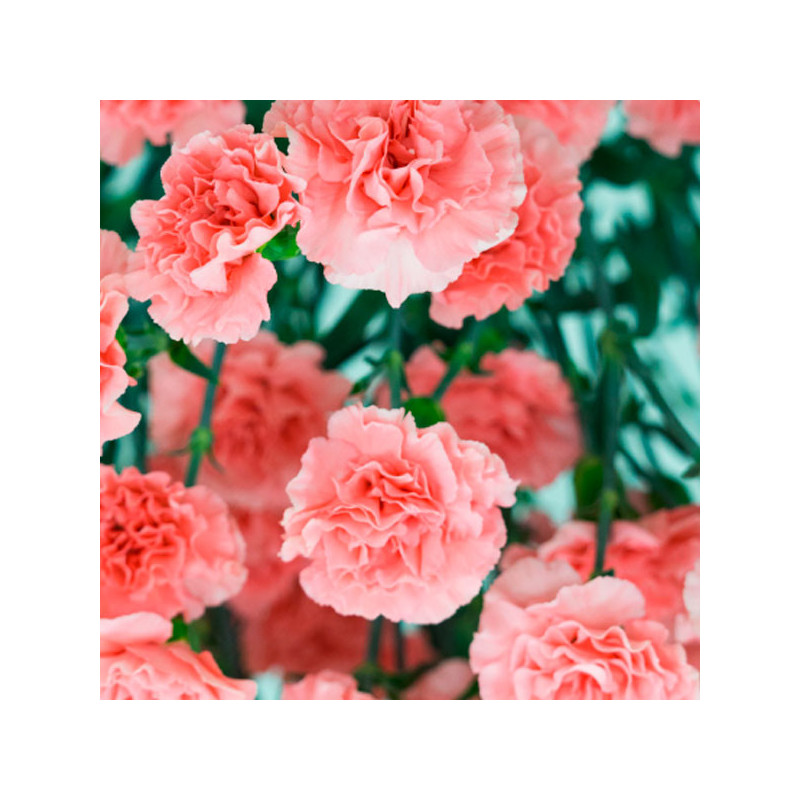 Clavel 1000 Semillas Dianthus Caryophyllus Chabaud Aurora Salmon Flor Corte 114.40678 Clavel 1000 Semillas Dianthus Caryophyllu