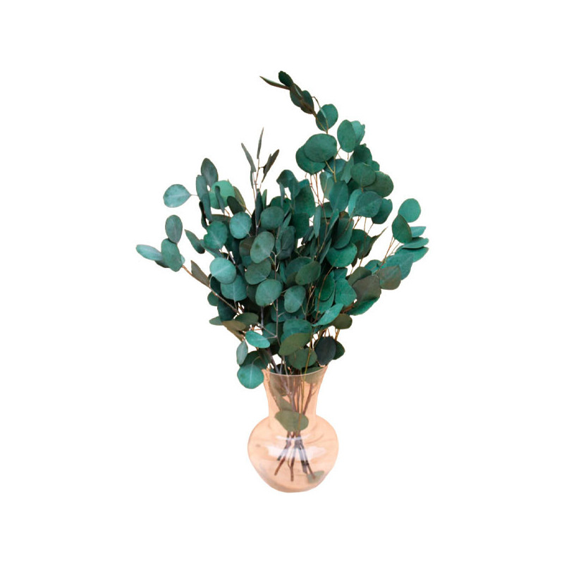 Eucalipto 500 Semillas Eucalyptus cinerea Silver Dollar-Foliage Flor Corte Maceta Jardin 157.627119 Eucalipto 500 Semillas Euca