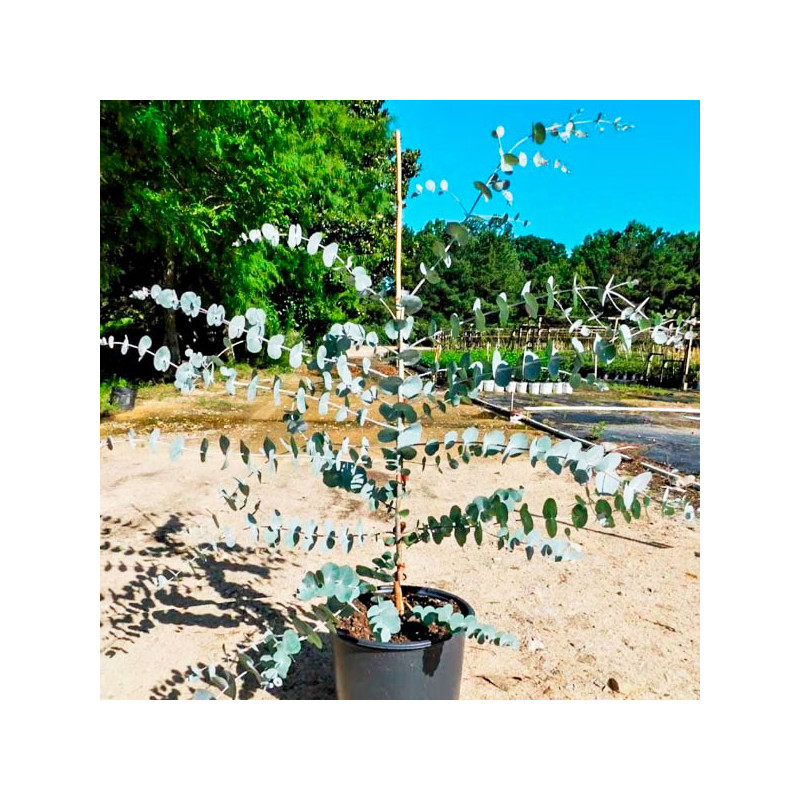 Eucalipto 500 Semillas Eucalyptus cinerea Silver Dollar-Foliage Flor Corte Maceta Jardin 157.627119 Eucalipto 500 Semillas Euca