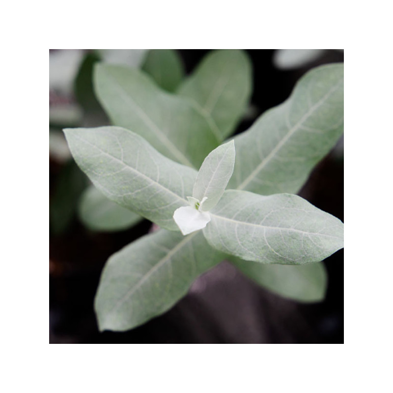 Eucalipto 1000 Semillas Eucalyptus globolus StyX Flor Corte Perenne 366.101695 Eucalipto 1000 Semillas Eucalyptus globolus StyX