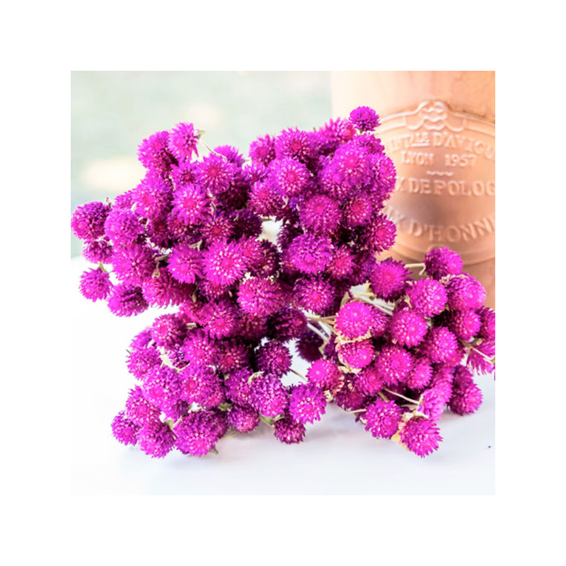 Gomphrena 1000 Semillas haageana Qis Purple Flor Maceta 77.966102 Gomphrena 1000 Semillas haageana Qis Purple Flor Maceta Germi