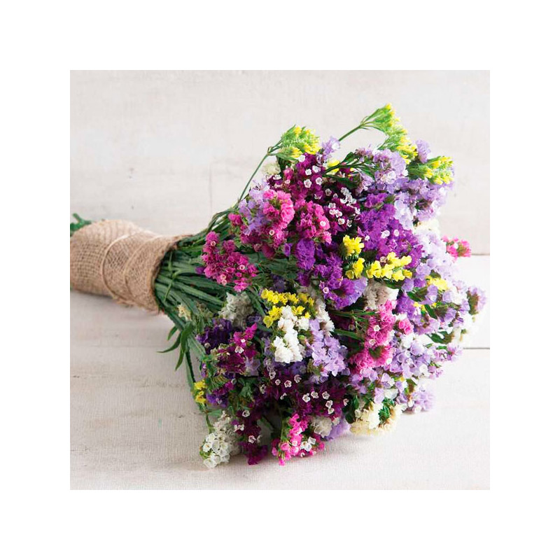 Limonio 5000 Semillas Limonium sinuatum Statice Seeker Mix Flor Corte 245.762712 Limonio 5000 Semillas Limonium sinuatum Static