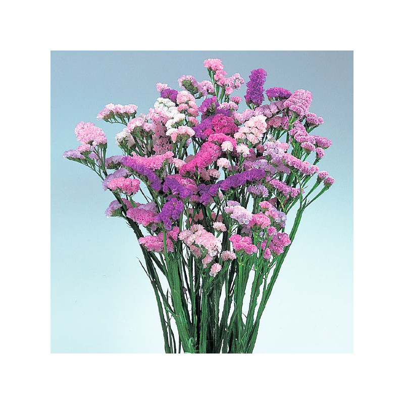 Limonio 1000 Semillas Limonium sinuatum Statice Pastel Shade Mix Flor Corte 176 Limonio 1000 Semillas Limonium sinuatum Statice