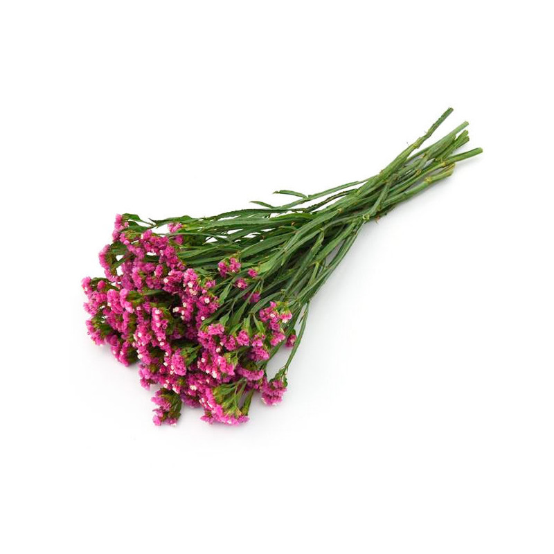 Limonio 1000 Semillas Limonium sinuatum Statice Qis Rose Flor Corte 81 Limonio 1000 Semillas Limonium sinuatum Statice Qis Rose