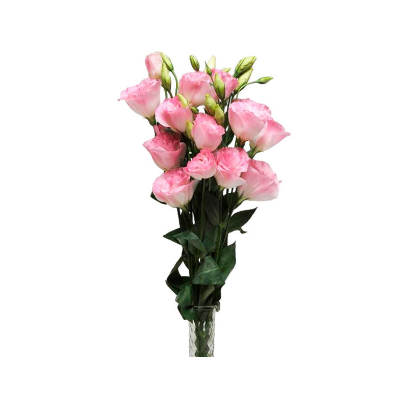 Lisianto 1000 Semillas Eustoma grandiflorum Lisianthus ABC II Misty Pink Flor Corte 172.033898 Lisianto 1000 Semillas Eustoma g