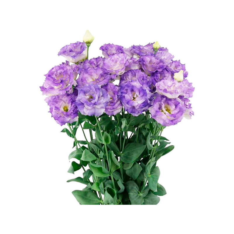 Lisianto 1000 Semillas Eustoma grandiflorum Lisianthus Celeb 2 Blue Flash PLT Flor Corte 177.118644 Lisianto 1000 Semillas Eust