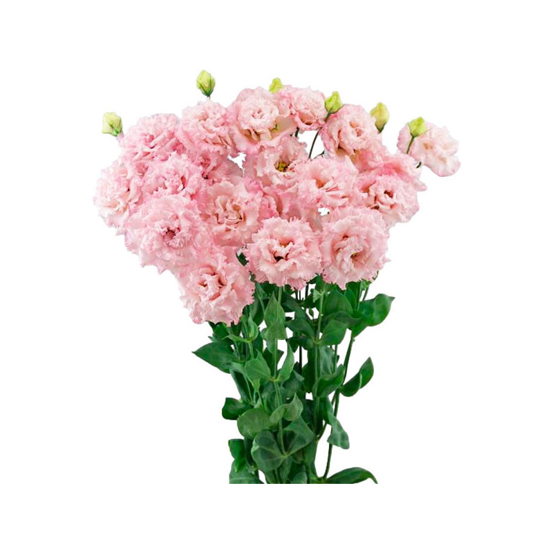 Lisianto 1000 Semillas Eustoma grandiflorum Lisianthus Celeb 2 Extra Pink PLT Flor Corte 177.118644 Lisianto 1000 Semillas Eust