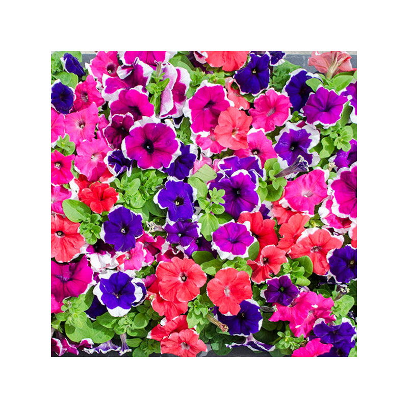 Petunia 1000 Semillas grandiflora GP Limbo Picotee Mix Flor Maceta 80.508475 Petunia 1000 Semillas grandiflora GP Limbo Picotee