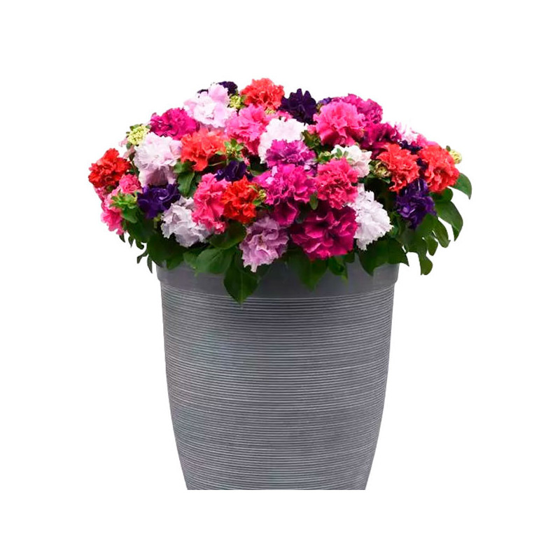 Petunia 1000 Semillas grandiflora Double Cascade Mix PLT Flor Maceta 103.389831 Petunia 1000 Semillas grandiflora Double Cascad