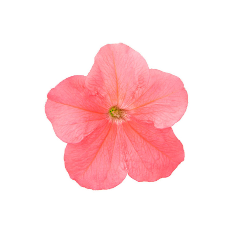 Petunia 1000 Semillas grandiflora Success 360 deep salmon PLT Flor Maceta 74.576271 Petunia 1000 Semillas grandiflora Success 3