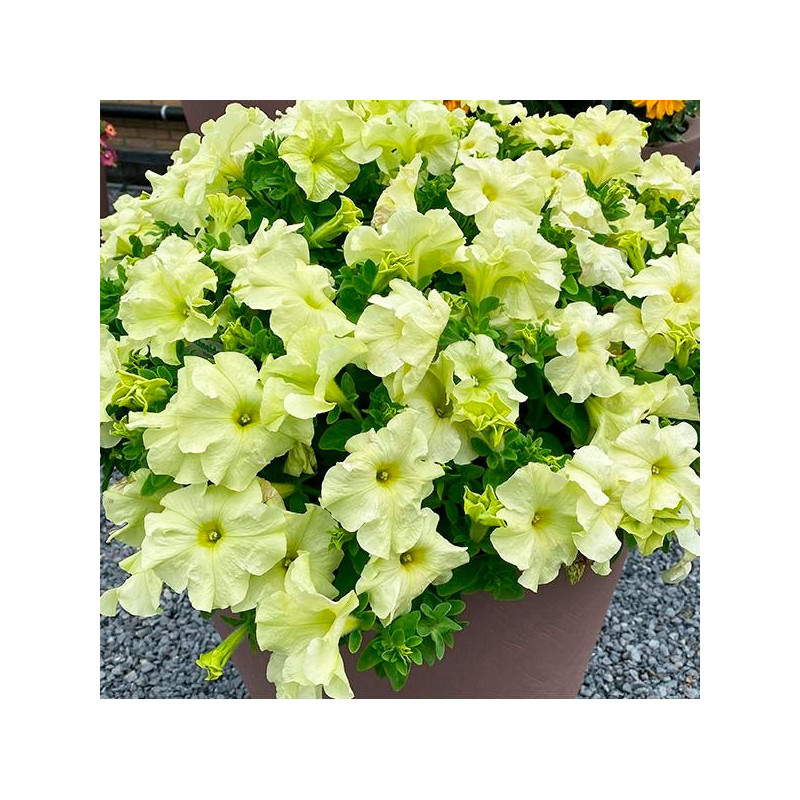Petunia 1000 Semillas grandiflora GP Limbo Yellow Lime Flor Maceta 74.576271 Petunia 1000 Semillas grandiflora GP Limbo Yellow
