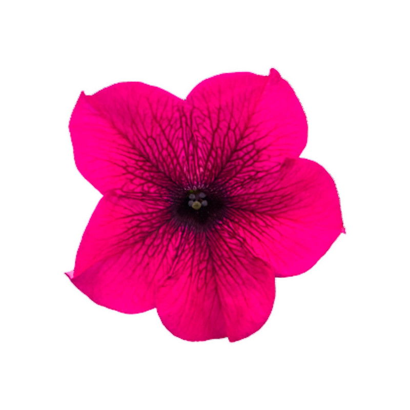 Petunia 1000 Semillas grandiflora Success 360 Purple PLT Flor Maceta 74.576271 Petunia 1000 Semillas grandiflora Success 360 Pu