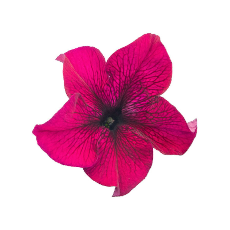 Petunia 1000 Semillas grandiflora Success 360 Burgundy PLT Flor Maceta 74.576271 Petunia 1000 Semillas grandiflora Success 360
