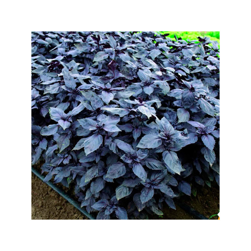 Albahaca Rosa Roja 1000 Semillas Ocimum basilicum Basil Red Rosie Hierba Aromatica 53 Albahaca Rosa Roja 1000 Semillas Ocimum b