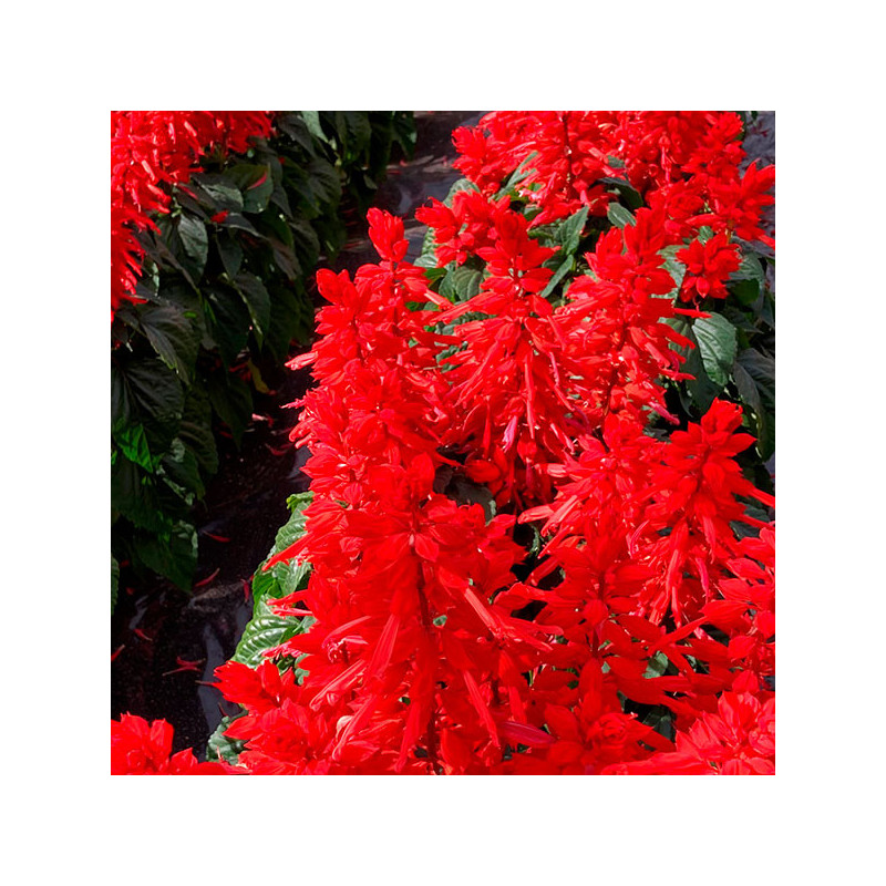 Salvia 1000 Semillas splendens Tall Red Hill Red Flor Maceta Anual 108.474576 Salvia 1000 Semillas splendens Tall Red Hill Red