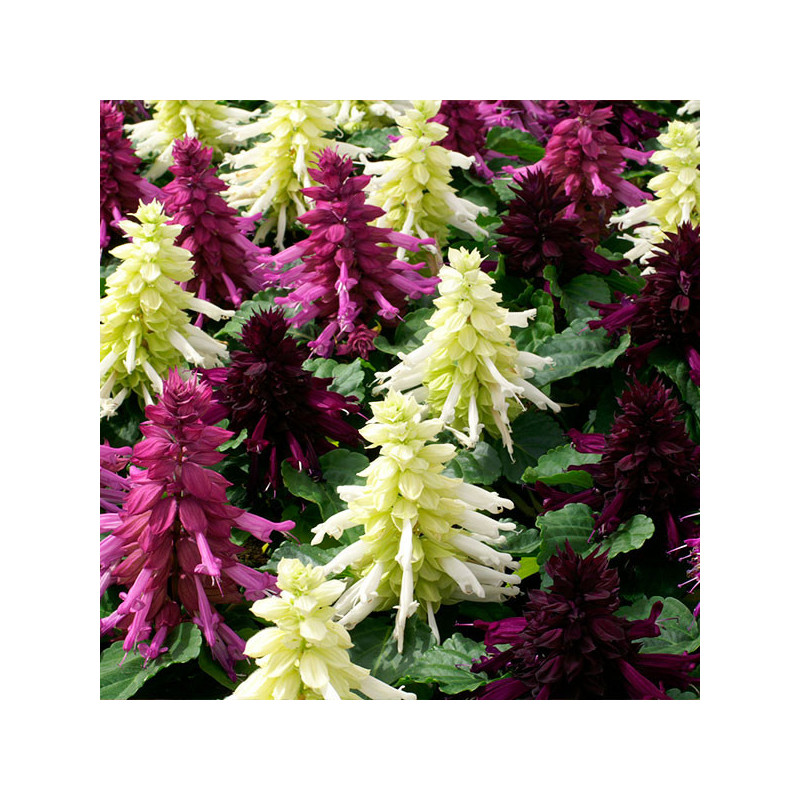 Salvia 1000 Semillas splendens Reddy Nero Mixture Flor Maceta Anual 80.508475 Salvia 1000 Semillas splendens Reddy Nero Mixture