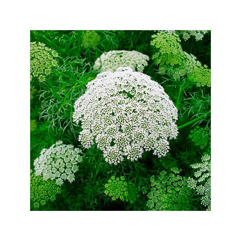 Viznaga 1000 Semillas Ammi Visnaga Casablanca Flor Corte 59.322034 Viznaga 1000 Semillas Ammi Visnaga Casablanca Flor Corte Ger