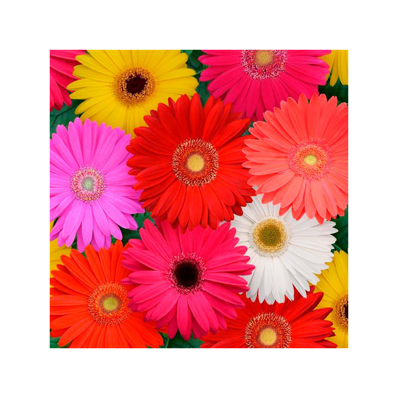 Gerbera 100 Semillas jamesonii Mega Revolution Mix Flor Maceta Jardin 142 Gerbera 100 Semillas jamesonii Mega Revolution Mix Fl