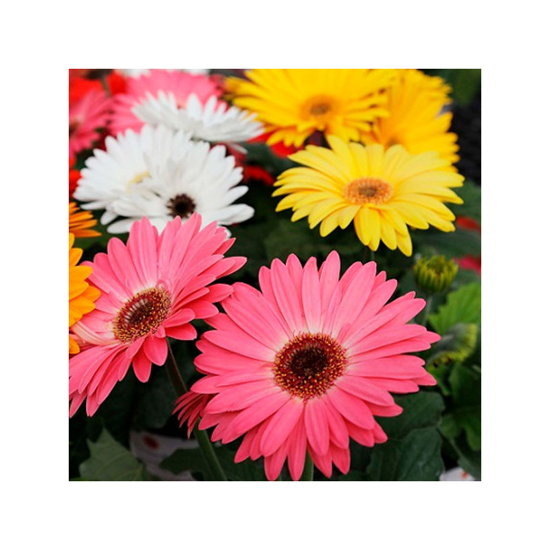 Gerbera 100 Semillas jamesonii Majorette Mix Flor Maceta Jardin 114.40678 Gerbera 100 Semillas jamesonii Majorette Mix Flor Mac