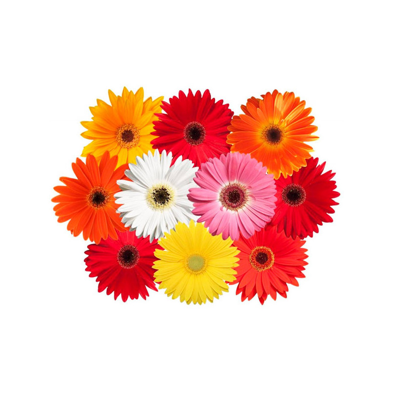 Gerbera 100 Semillas jamesonii Majorette Mix Flor Maceta Jardin 114.40678 Gerbera 100 Semillas jamesonii Majorette Mix Flor Mac