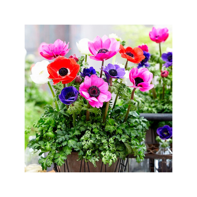 Anemona 100 Semillas coronaria Anemone Harmony Mix Flor de Viento Jardin 91.525424 Anemona 100 Semillas coronaria Anemone Harmo