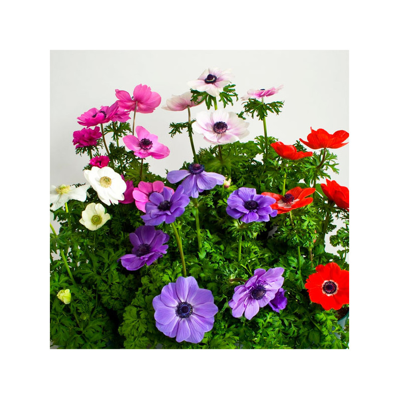 Anemona 100 Semillas coronaria Anemone Harmony Mix Flor de Viento Jardin 91.525424 Anemona 100 Semillas coronaria Anemone Harmo