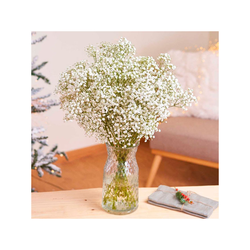 Gypsophila 1000 Semillas cerastitoides Covent White Flor Corte Jardin 46.999999 Gypsophila 1000 Semillas cerastitoides Covent W