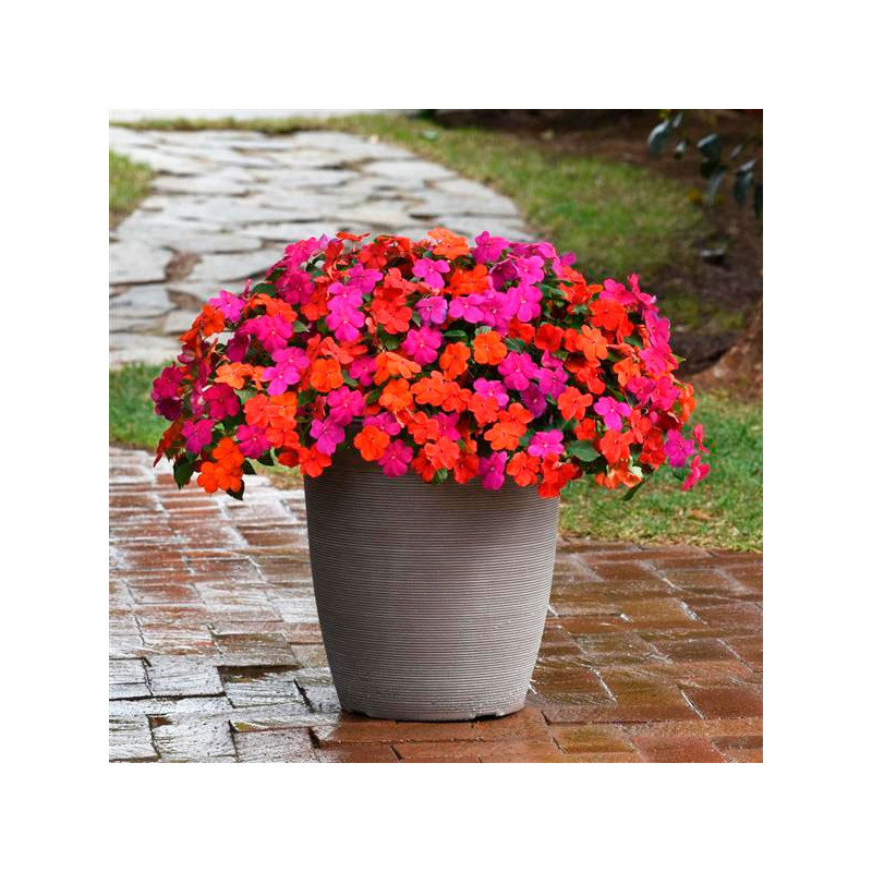 Balsamina 1000 Semillas Impatiens walleriana Beacon Sanibel Mixture Flor Maceta Jardin 103.389831 Balsamina 1000 Semillas Impat