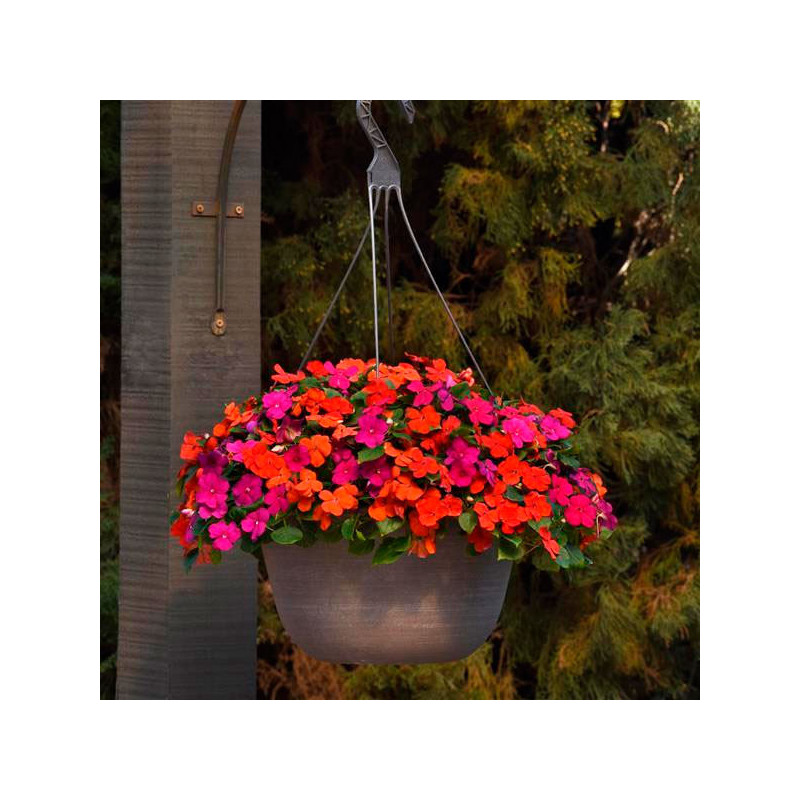 Balsamina 1000 Semillas Impatiens walleriana Beacon Sanibel Mixture Flor Maceta Jardin 103.389831 Balsamina 1000 Semillas Impat