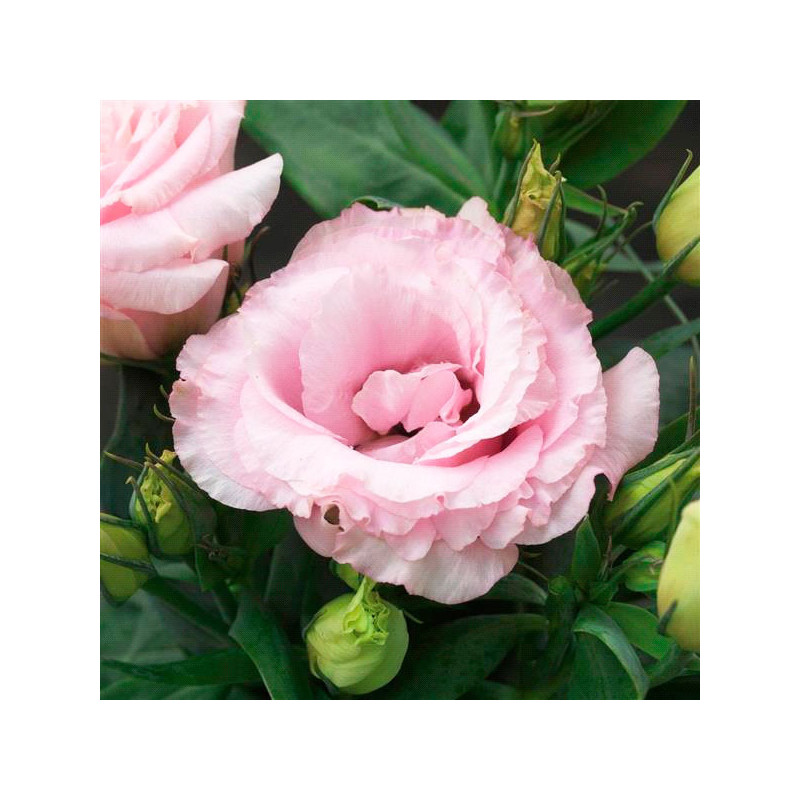 Lisianto 1000 Semillas Eustoma grandiflorum Lisianthus Julietta Pink F1 PLT Flor Corte 358.000001 Lisianto 1000 Semillas Eustom