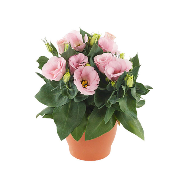 Lisianto 1000 Semillas Eustoma grandiflorum Lisianthus Julietta Pink F1 PLT Flor Corte 358.000001 Lisianto 1000 Semillas Eustom