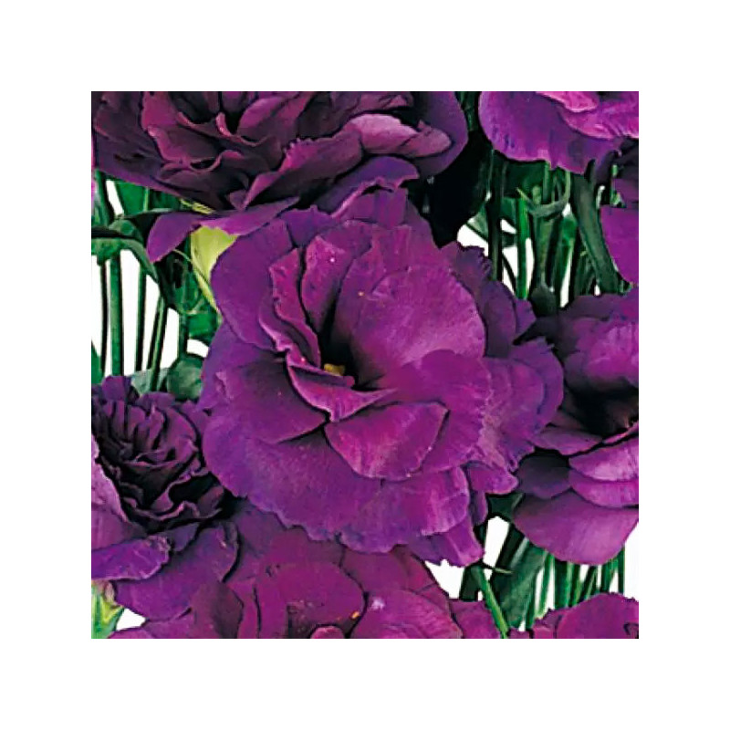 Lisianto 1000 Semillas Eustoma grandiflorum Lisianthus ABC II Purple PLT Flor Corte 194.915254 Lisianto 1000 Semillas Eustoma g