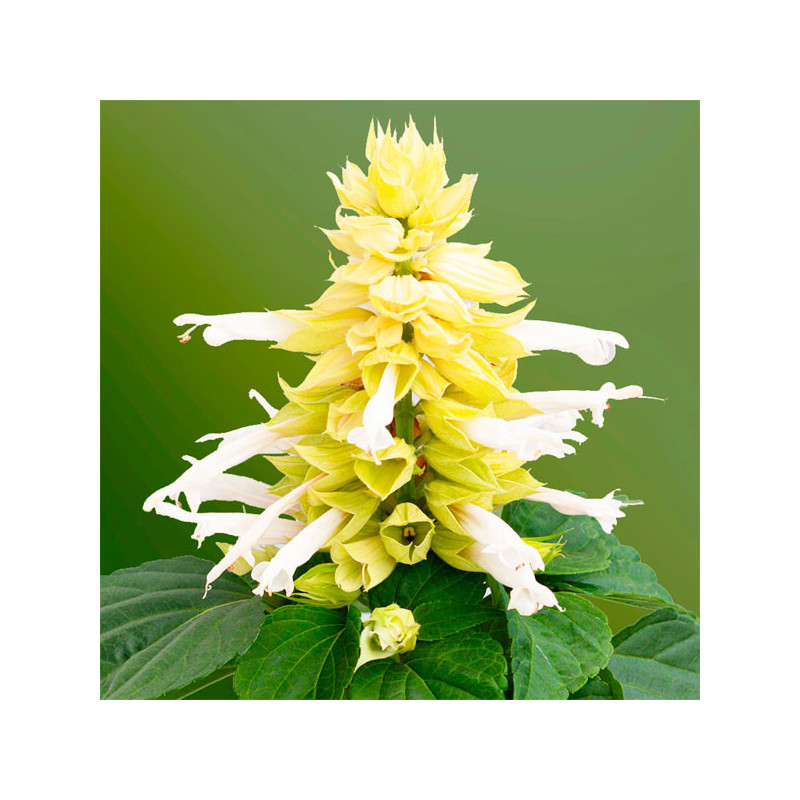 Salvia 1000 Semillas splendens Mojave White Flor Maceta 95.000001 Salvia 1000 Semillas splendens Mojave White Flor Maceta Germi