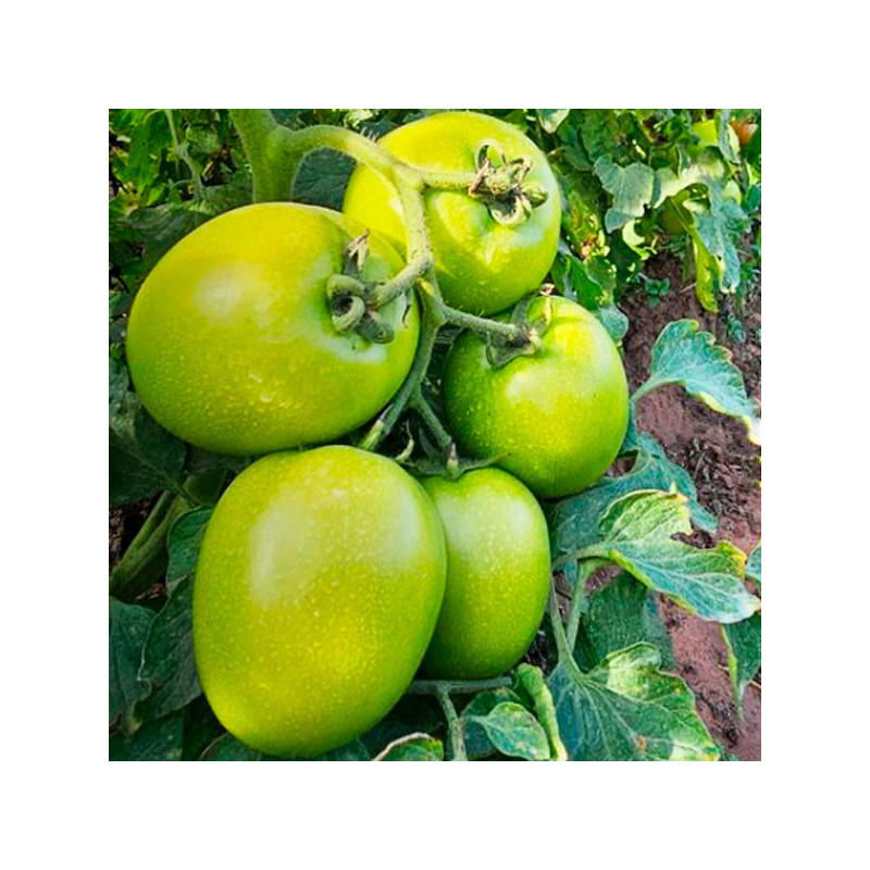Tomate Galio 5000 Semillas Hibrido F1 Tipo Determinado Rodeo Seeds 1230.508475 Tomate Galio 5000 Semillas Hibrido F1 Tipo Deter