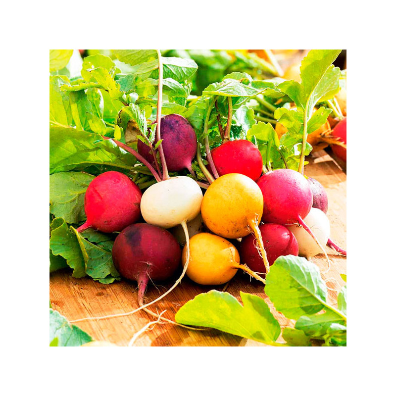 Rabano 1000 Semillas Raphanus sativus Radish Rainbow Mix II Flor Hortaliza Jardin 85 Rabano 1000 Semillas Raphanus sativus Radi