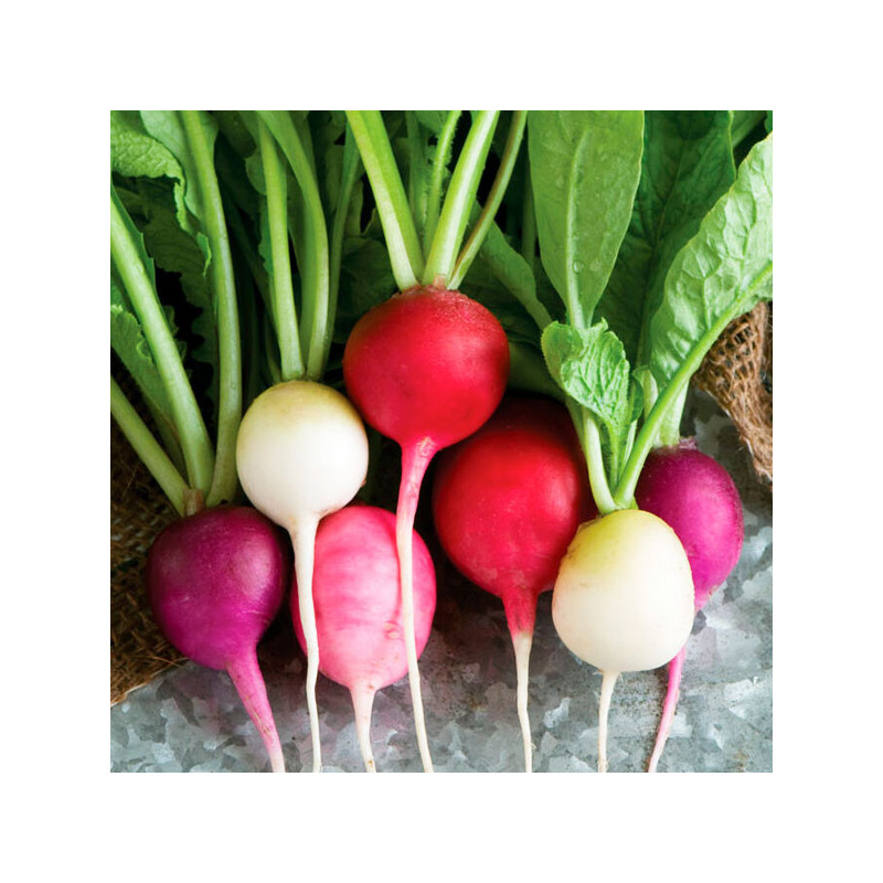 Rabano 1000 Semillas Raphanus sativus Radish Mix Easter Egg II Flor Hortaliza Jardin 85 Rabano 1000 Semillas Raphanus sativus R