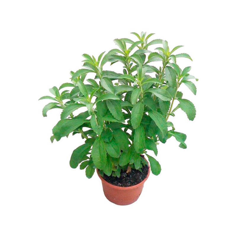 Stevia 500 Semillas rebaudiana Sweet Leaf Overpack Hierba Aromatica Jardin 135 Stevia 500 Semillas rebaudiana Sweet Leaf Overpa