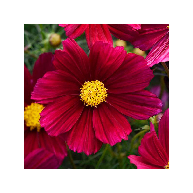 Cosmos 1000 Semillas bipinnatus Sonata Purple Shade Flor Maceta 137.288136 Cosmos 1000 Semillas bipinnatus Sonata Purple Shade