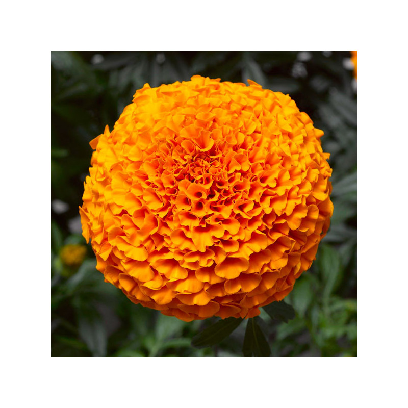 Marigold 1000 Semillas Tagetes erecta Inca II Orange Pompom Flor Maceta 186 Marigold 1000 Semillas Tagetes erecta Inca II Orang