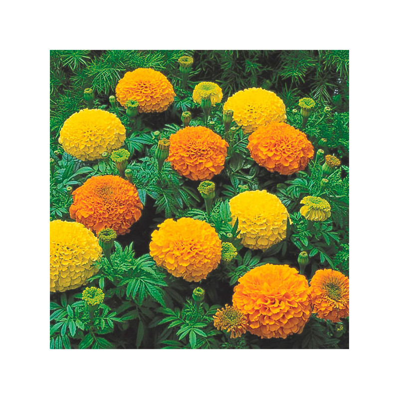 Marigold 1000 Semillas Tagetes erecta Inca II Mix Pompom Flor Maceta 186 Marigold 1000 Semillas Tagetes erecta Inca II Mix Pomp