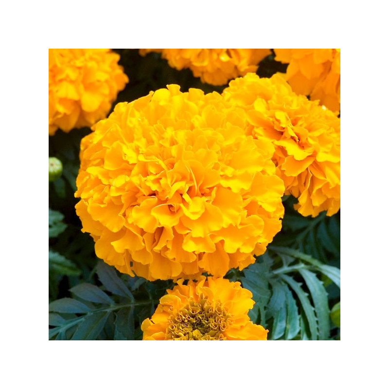 Marigold 1000 Semillas Tagetes erecta Discovery Orange Pompom Flor Maceta 186 Marigold 1000 Semillas Tagetes erecta Discovery O