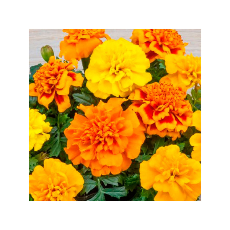 Marigold 1000 Semillas Tagetes patula Chica Full Mix Flor Maceta 84 Marigold 1000 Semillas Tagetes patula Chica Full Mix Flor M