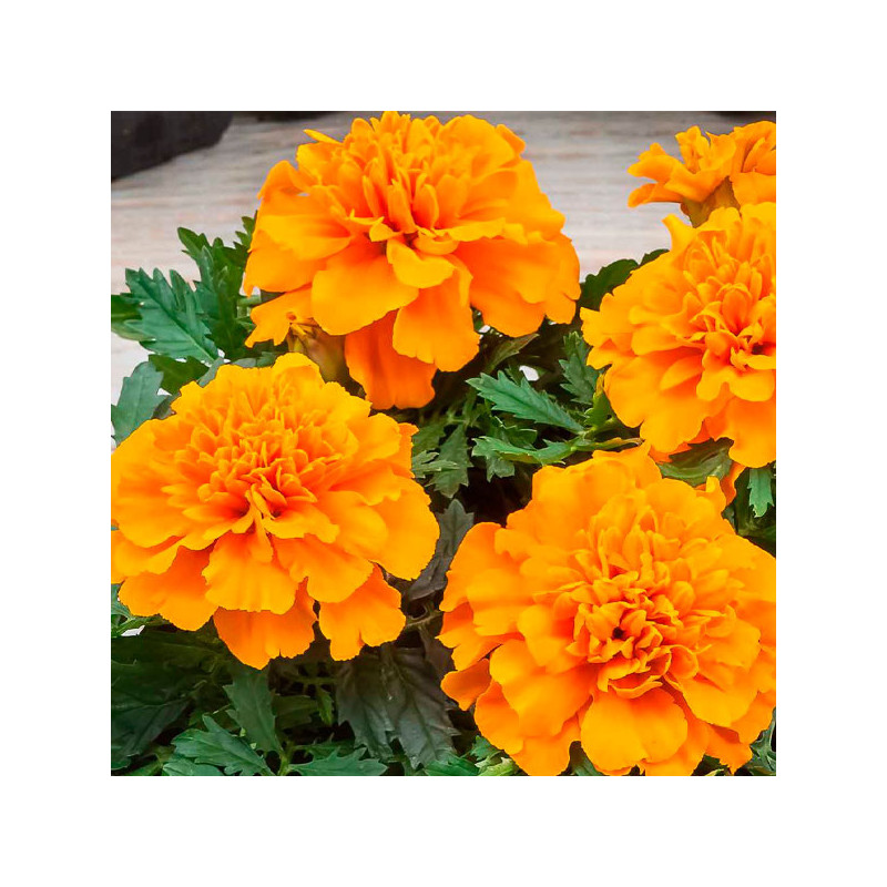 Marigold 1000 Semillas Tagetes patula Chica Orange Flor Maceta 84 Marigold 1000 Semillas Tagetes patula Chica Orange Flor Macet