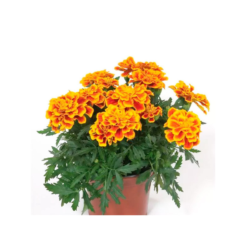 Marigold 1000 Semillas Tagetes patula Durango Bee Flor Maceta 91 Marigold 1000 Semillas Tagetes patula Durango Bee Flor Maceta