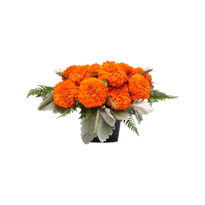 Marigold 1000 Semillas Tagetes erecta Xochi Orange Flor Corte 207.999999 Marigold 1000 Semillas Tagetes erecta Xochi Orange Flo